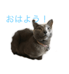 にゃんず5（個別スタンプ：1）