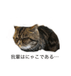 にゃんず5（個別スタンプ：2）