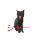 にゃんず5（個別スタンプ：3）