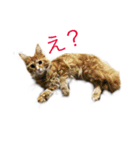 にゃんず5（個別スタンプ：5）