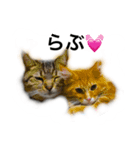 にゃんず5（個別スタンプ：8）