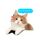 6CATS（個別スタンプ：1）