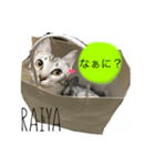6CATS（個別スタンプ：2）