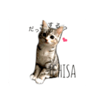 6CATS（個別スタンプ：3）