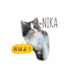 6CATS（個別スタンプ：4）