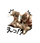 6CATS（個別スタンプ：6）
