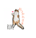 6CATS（個別スタンプ：8）