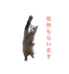 猫会社員（個別スタンプ：1）