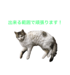 猫会社員（個別スタンプ：3）