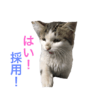 猫会社員（個別スタンプ：5）