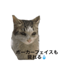 猫会社員（個別スタンプ：6）