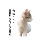 猫会社員（個別スタンプ：8）