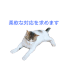猫会社員（個別スタンプ：11）