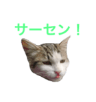 猫会社員（個別スタンプ：12）