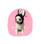 ちわわの柚子と凛太郎（個別スタンプ：3）