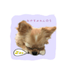 ちわわの柚子と凛太郎（個別スタンプ：6）