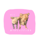 ちわわの柚子と凛太郎（個別スタンプ：8）