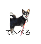 しゃくれchihuahua（個別スタンプ：2）