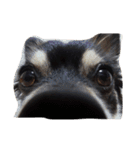 しゃくれchihuahua（個別スタンプ：7）