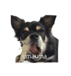 しゃくれchihuahua（個別スタンプ：8）