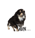 しゃくれchihuahua（個別スタンプ：9）