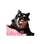 しゃくれchihuahua（個別スタンプ：10）