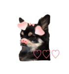 しゃくれchihuahua（個別スタンプ：12）