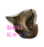 おねがい（個別スタンプ：1）