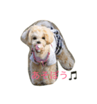 マルプーむぎちゃんスタンプ（個別スタンプ：1）