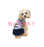マルプーむぎちゃんスタンプ（個別スタンプ：4）