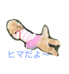 マルプーむぎちゃんスタンプ（個別スタンプ：5）