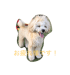 マルプーむぎちゃんスタンプ（個別スタンプ：6）