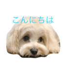 マルプーむぎちゃんスタンプ（個別スタンプ：7）