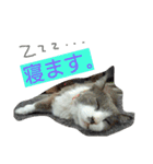 豆大福とサバ（個別スタンプ：11）