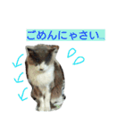 豆大福とサバ（個別スタンプ：15）
