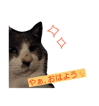 豆大福とサバ（個別スタンプ：17）