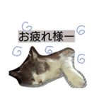 豆大福とサバ（個別スタンプ：24）