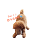 レオはトイプードル（個別スタンプ：6）