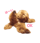 レオはトイプードル（個別スタンプ：7）