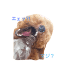 レオはトイプードル（個別スタンプ：8）