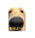 おとぼけゴールデンのルロワ君（個別スタンプ：1）