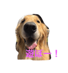 おとぼけゴールデンのルロワ君（個別スタンプ：9）