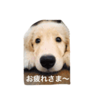 おとぼけゴールデンのルロワ君（個別スタンプ：15）