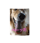 おとぼけゴールデンのルロワ君（個別スタンプ：32）