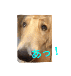 おとぼけゴールデンのルロワ君（個別スタンプ：33）