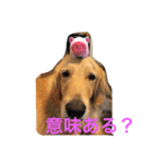 おとぼけゴールデンのルロワ君（個別スタンプ：36）