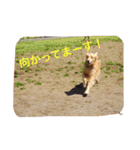 おとぼけゴールデンのルロワ君（個別スタンプ：38）