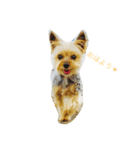 愛犬なな（個別スタンプ：1）