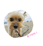 愛犬なな（個別スタンプ：4）