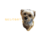 愛犬なな（個別スタンプ：7）